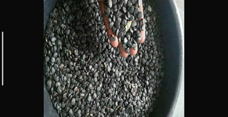 BENIN: Campeché Seeds Available